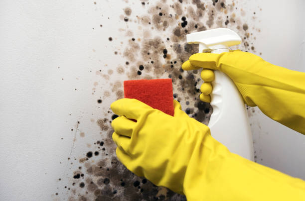 Best Mold Cleaning Services  in USA